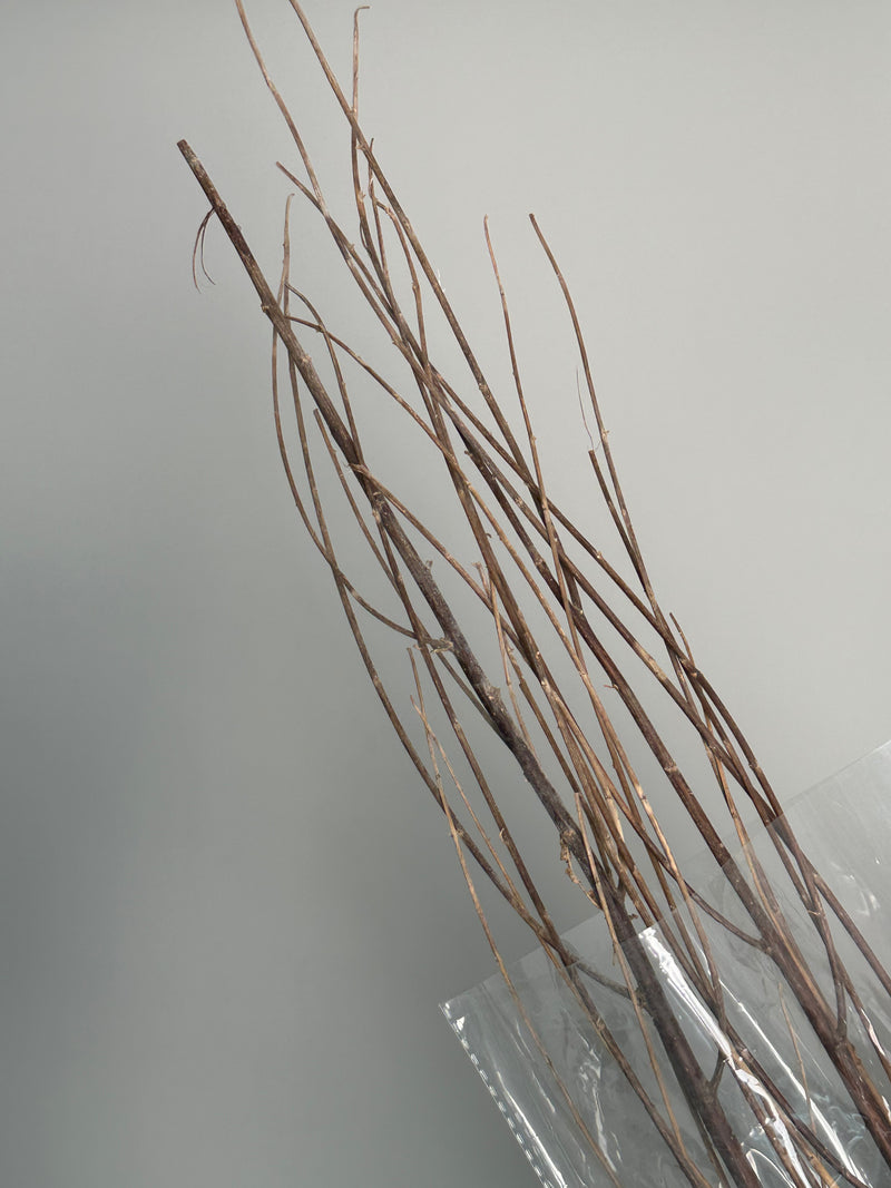 Salex brown. Dried flowers