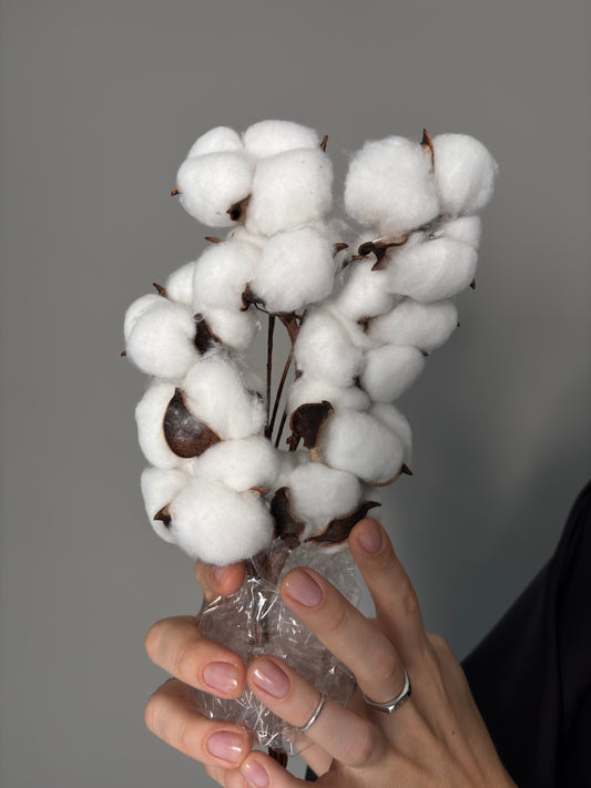 Cotton white. Preserved flowers