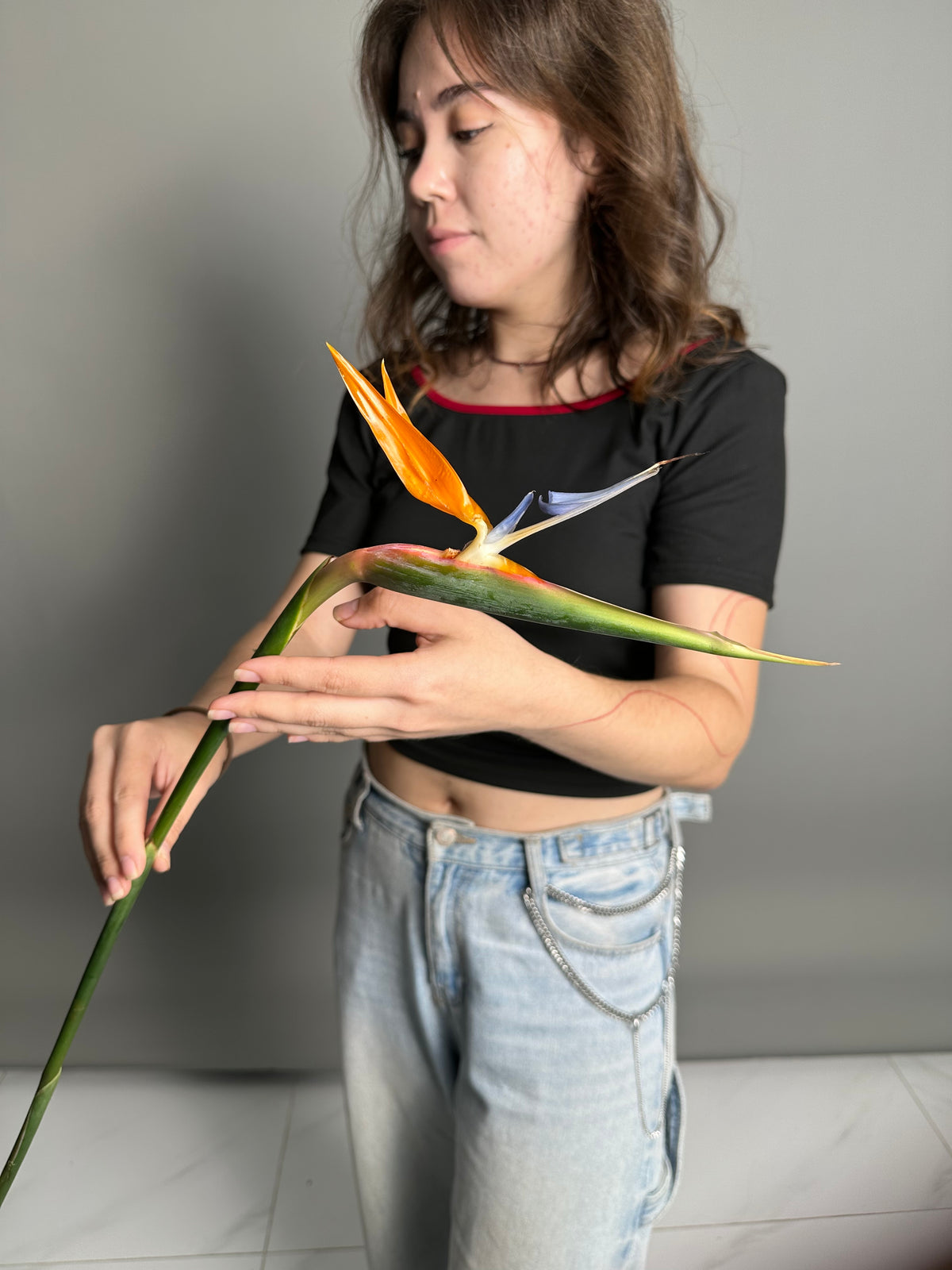 Strelitzia (1 stems)