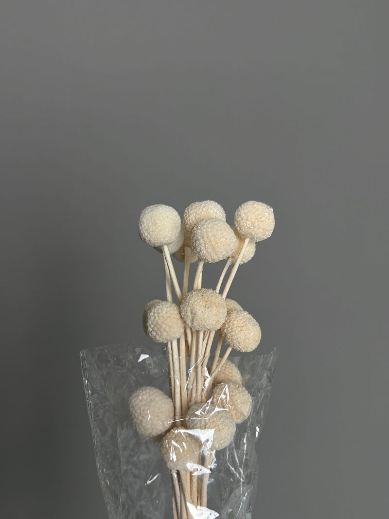 Craspedia milk. Dried flowers