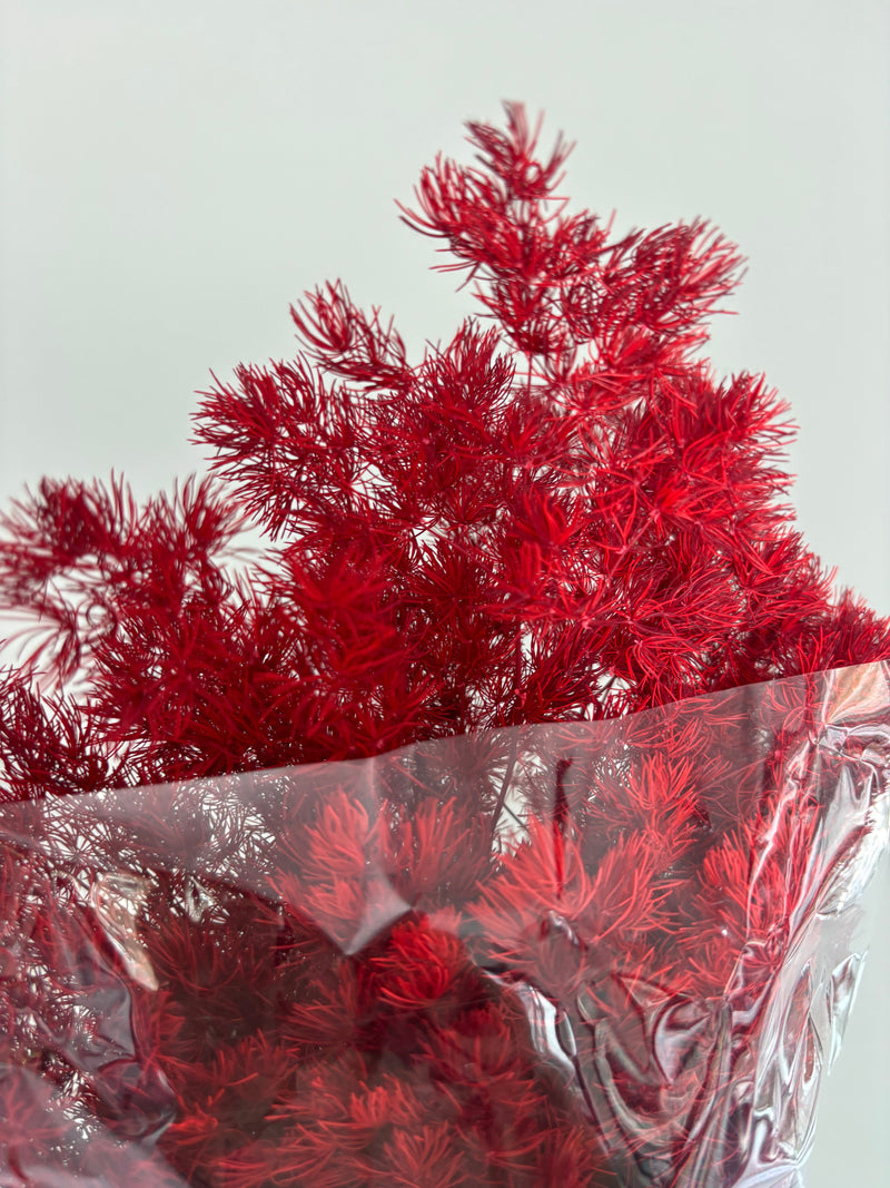 Asparagus red. Dried flowers