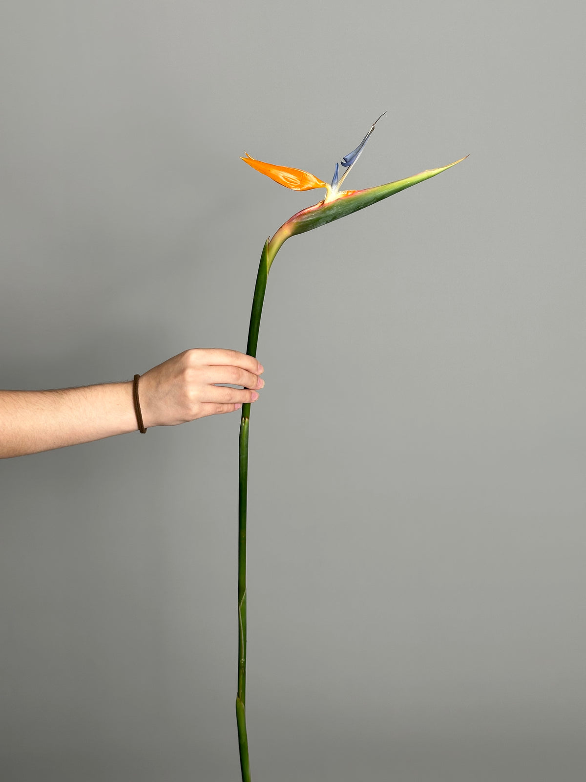 Strelitzia (1 stems)