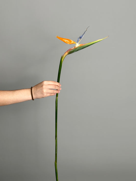 Strelitzia (1 stems)