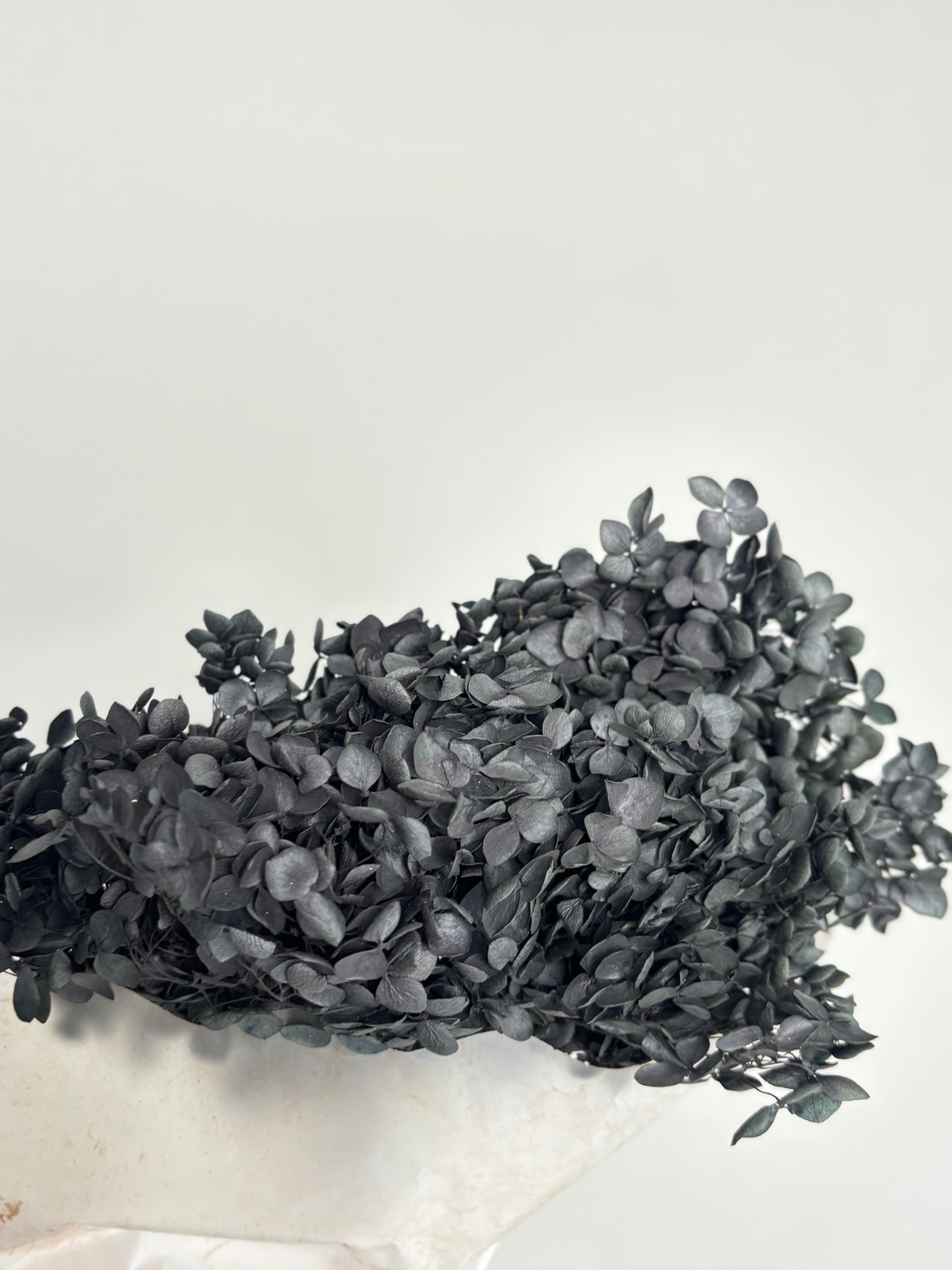 Black hydrangea. Preserved flower