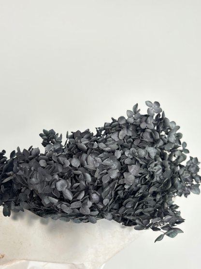 Black hydrangea. Preserved flower
