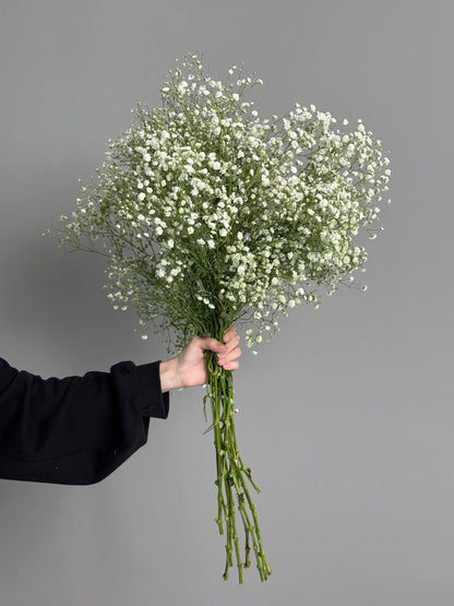 Gypsophila