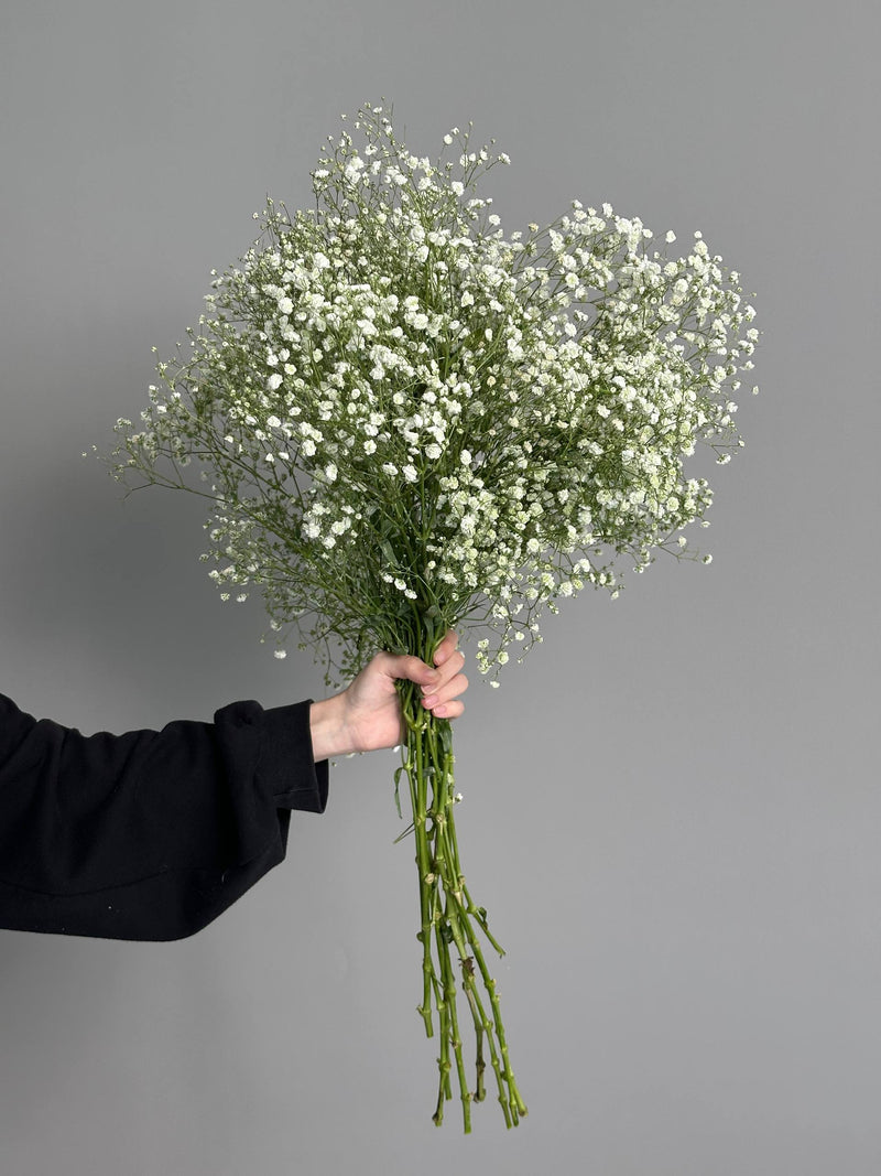 Gypsophila