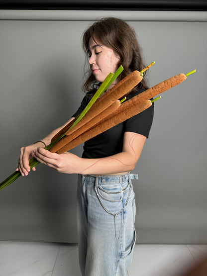 Reeds (5 stems)