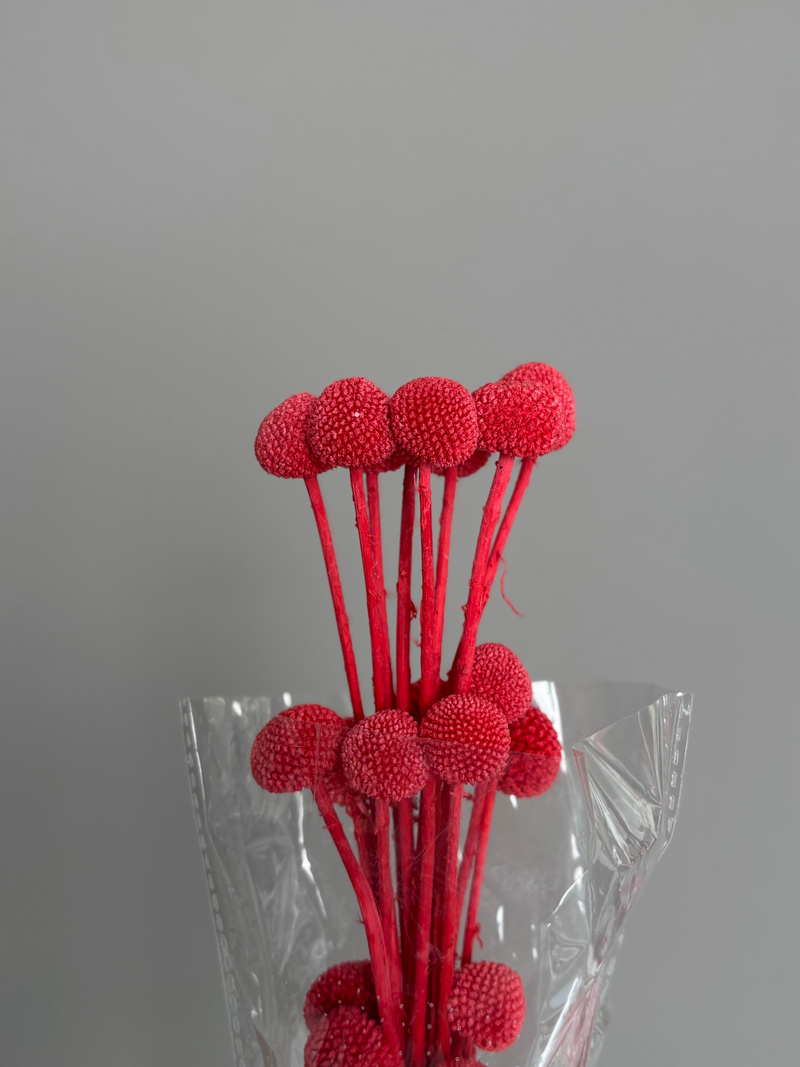 Craspedia rubra. Dried flowers
