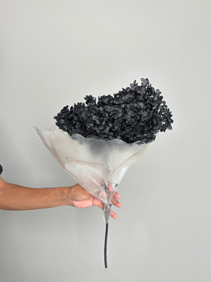 Black hydrangea. Preserved flower