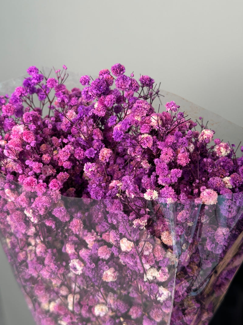 Purple gypsophila. Dried flowers