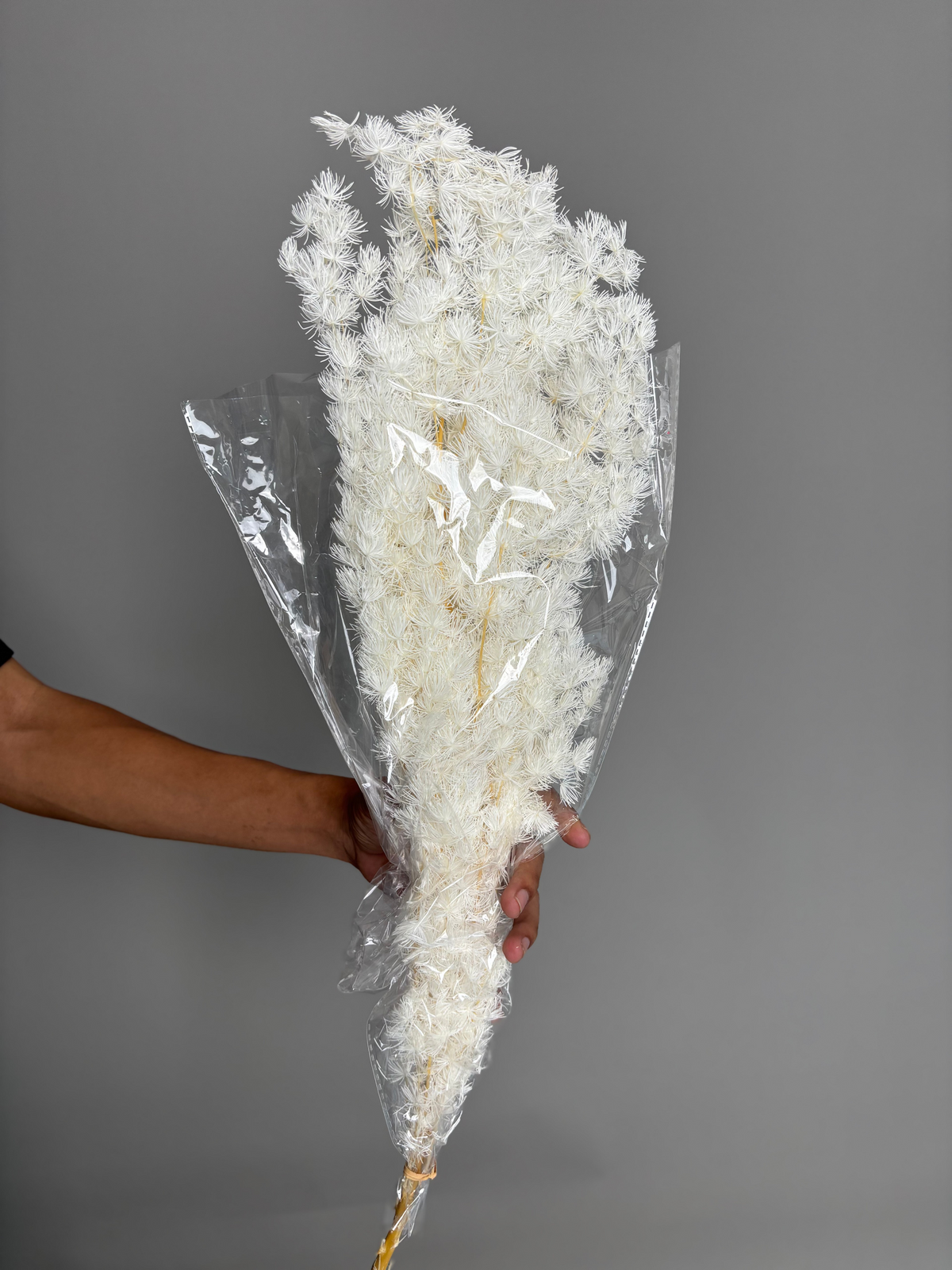 Asparagus white. Dried flowers