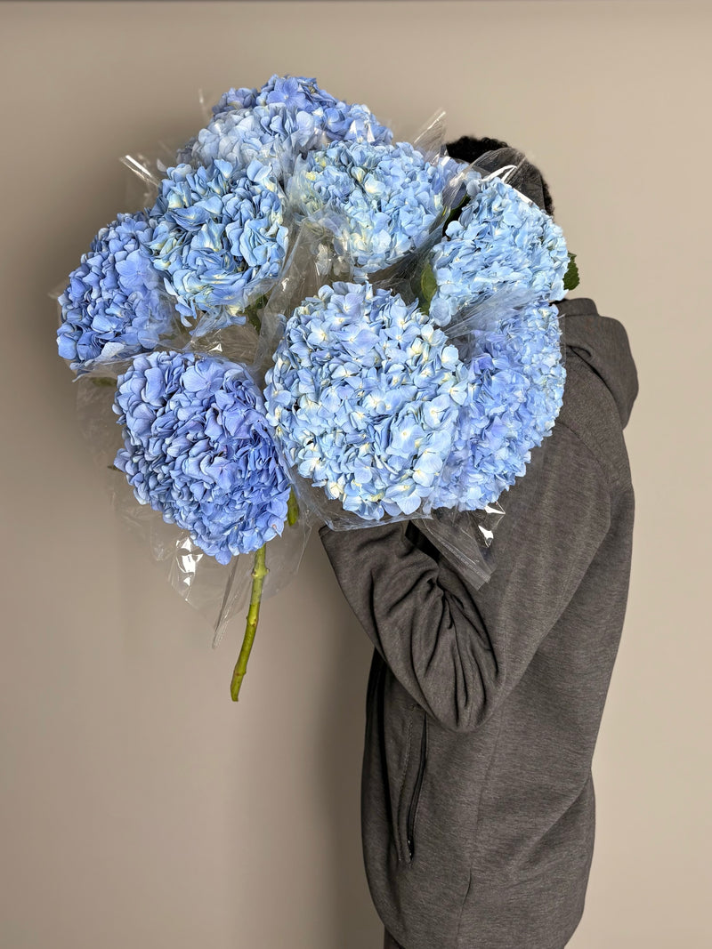 Big pack Blue Hydrangea (11 stems)