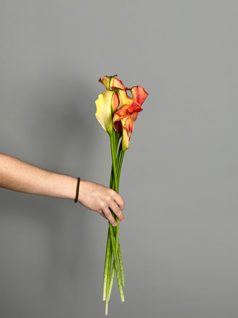 Calla lily (5 stems)