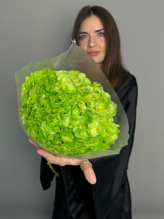Green hydrangea. Preserved flower