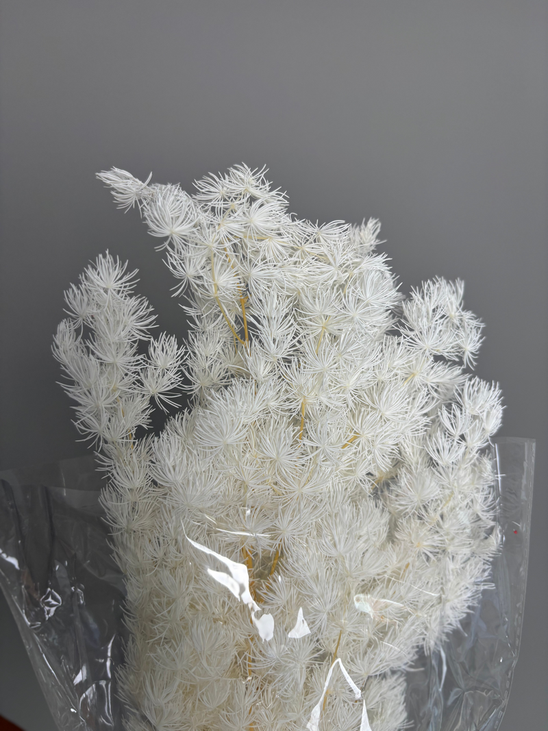 Asparagus white. Dried flowers