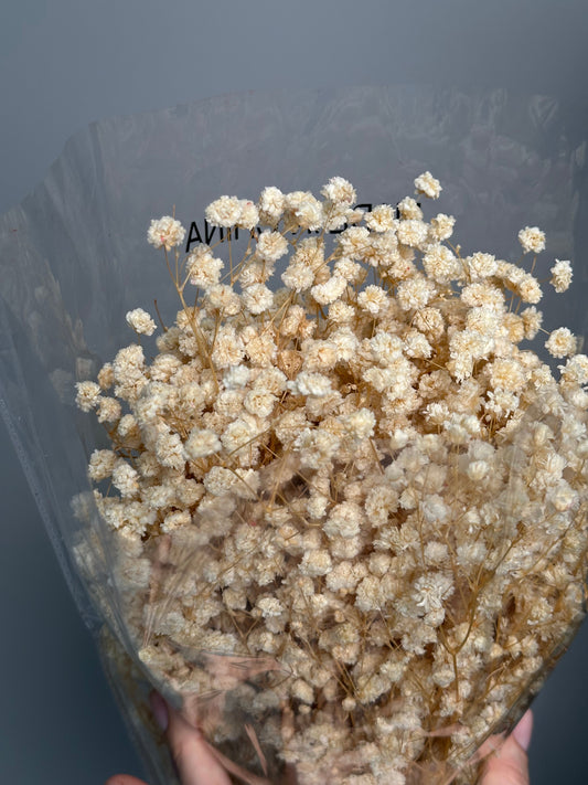 Milk gypsophila. Dried flowers