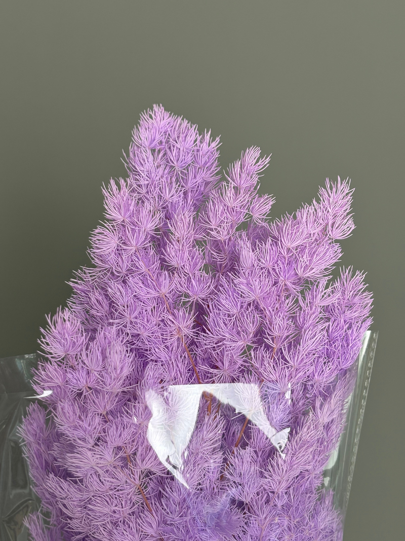 Asparagus lavander. Dried flowers