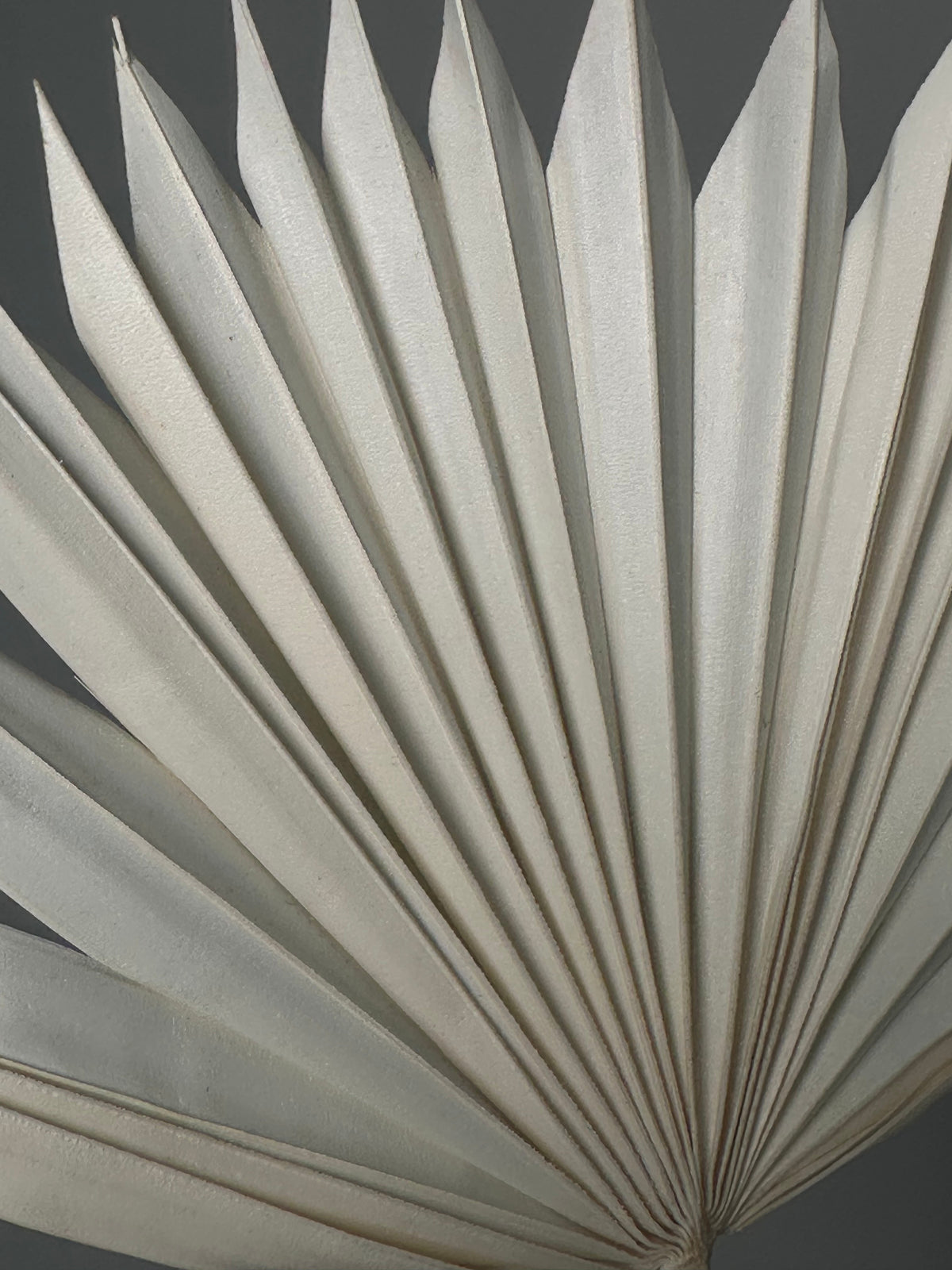 Palm leaves. White.