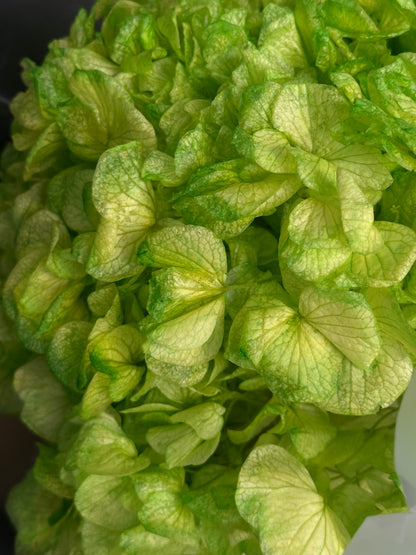 Green hydrangea. Preserved flower