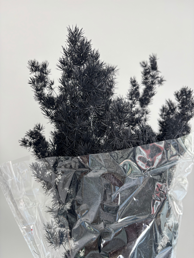 Asparagus black. Dried flowers