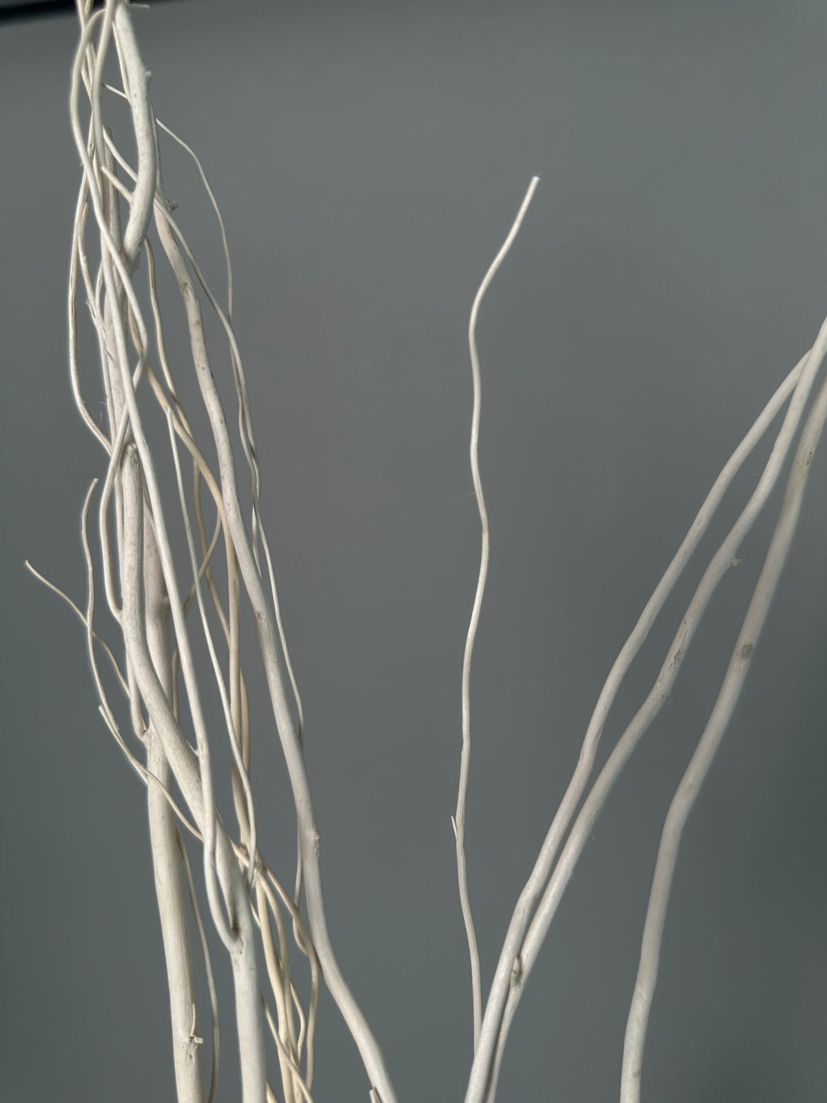Salex white. Dried flowers