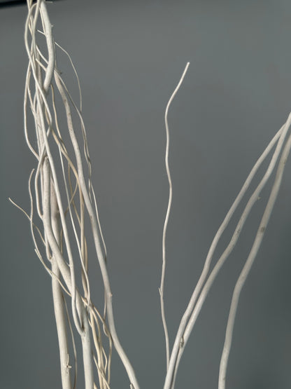 Salex white. Dried flowers