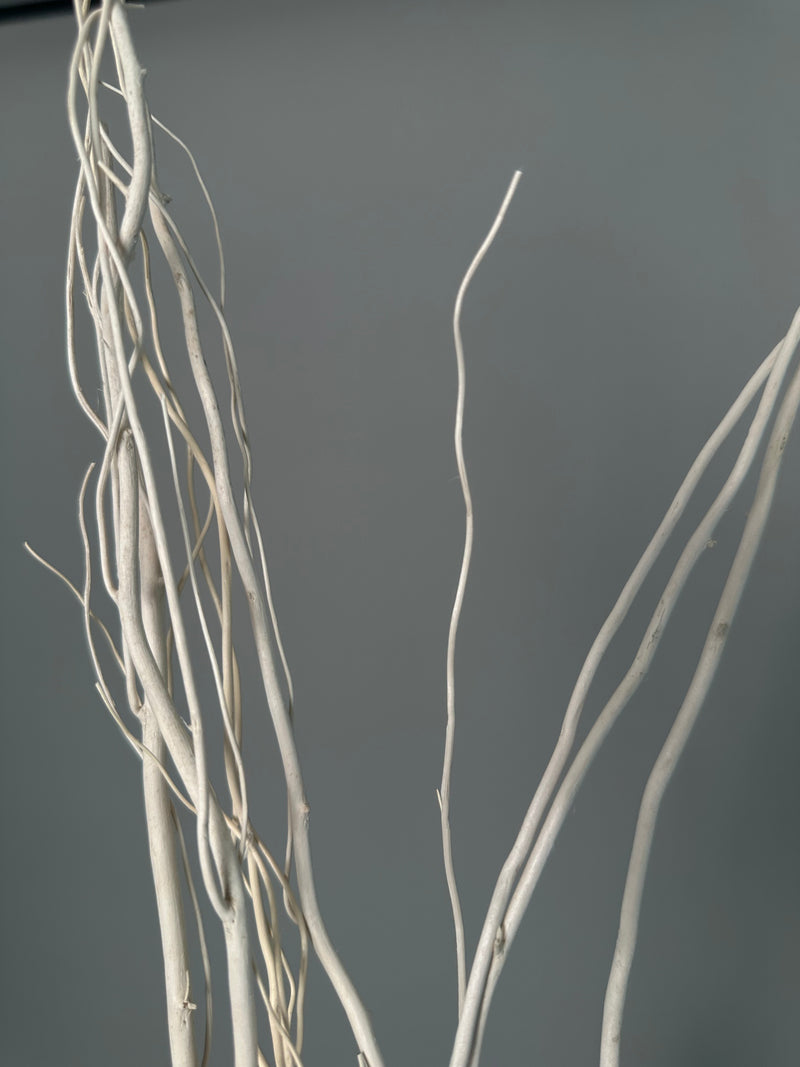 Salex white. Dried flowers