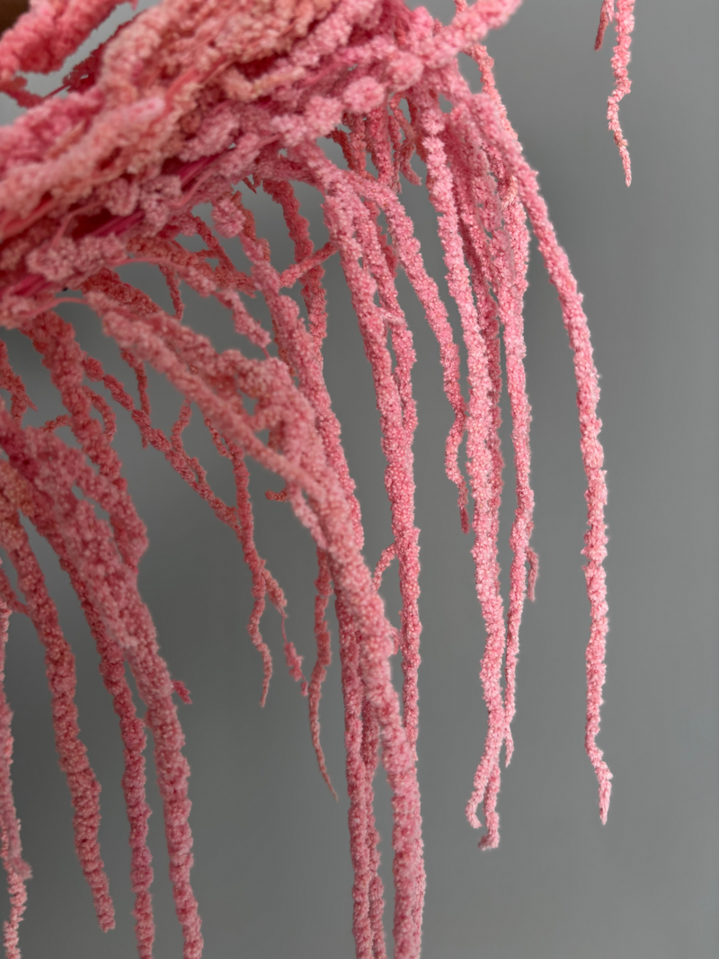 Amaranth pink. Dried flowers