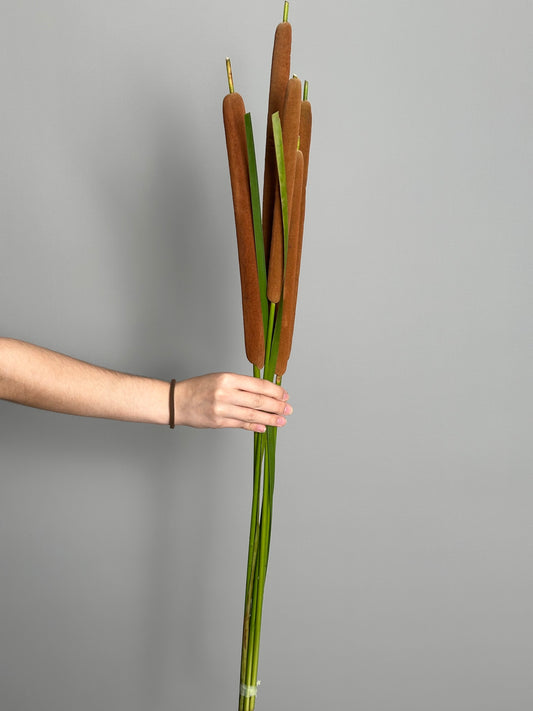 Reeds (5 stems)