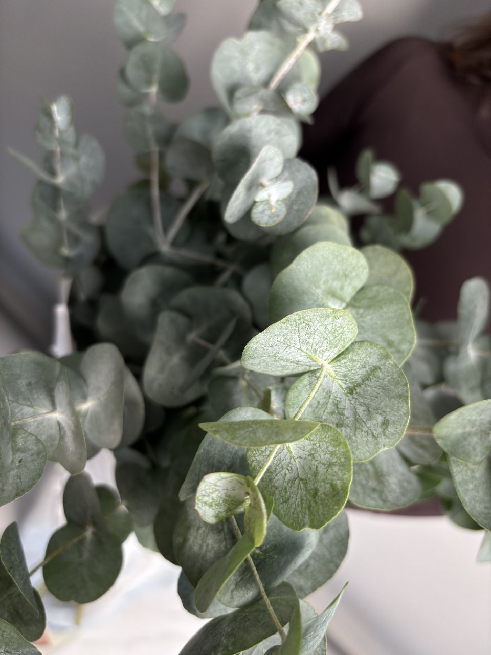 Eucalyptus