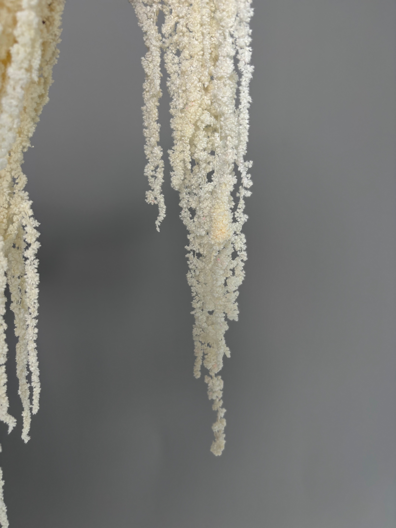 Amaranth milk. Dried flowers