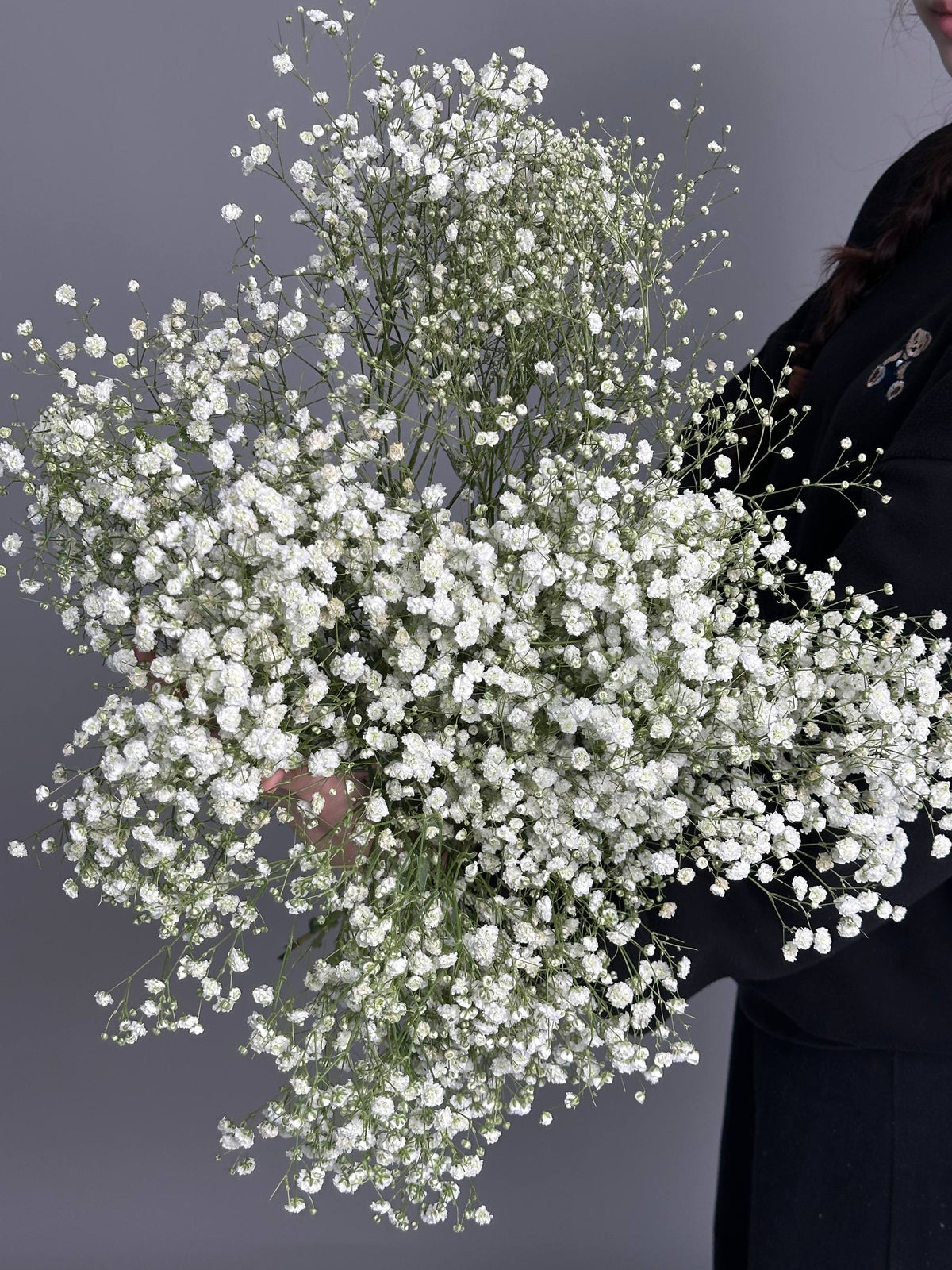 Gypsophila