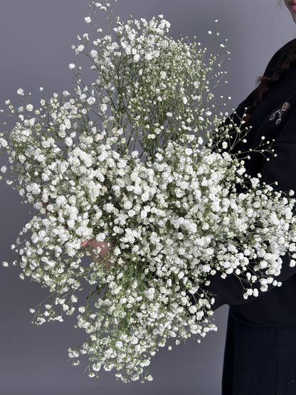 Gypsophila