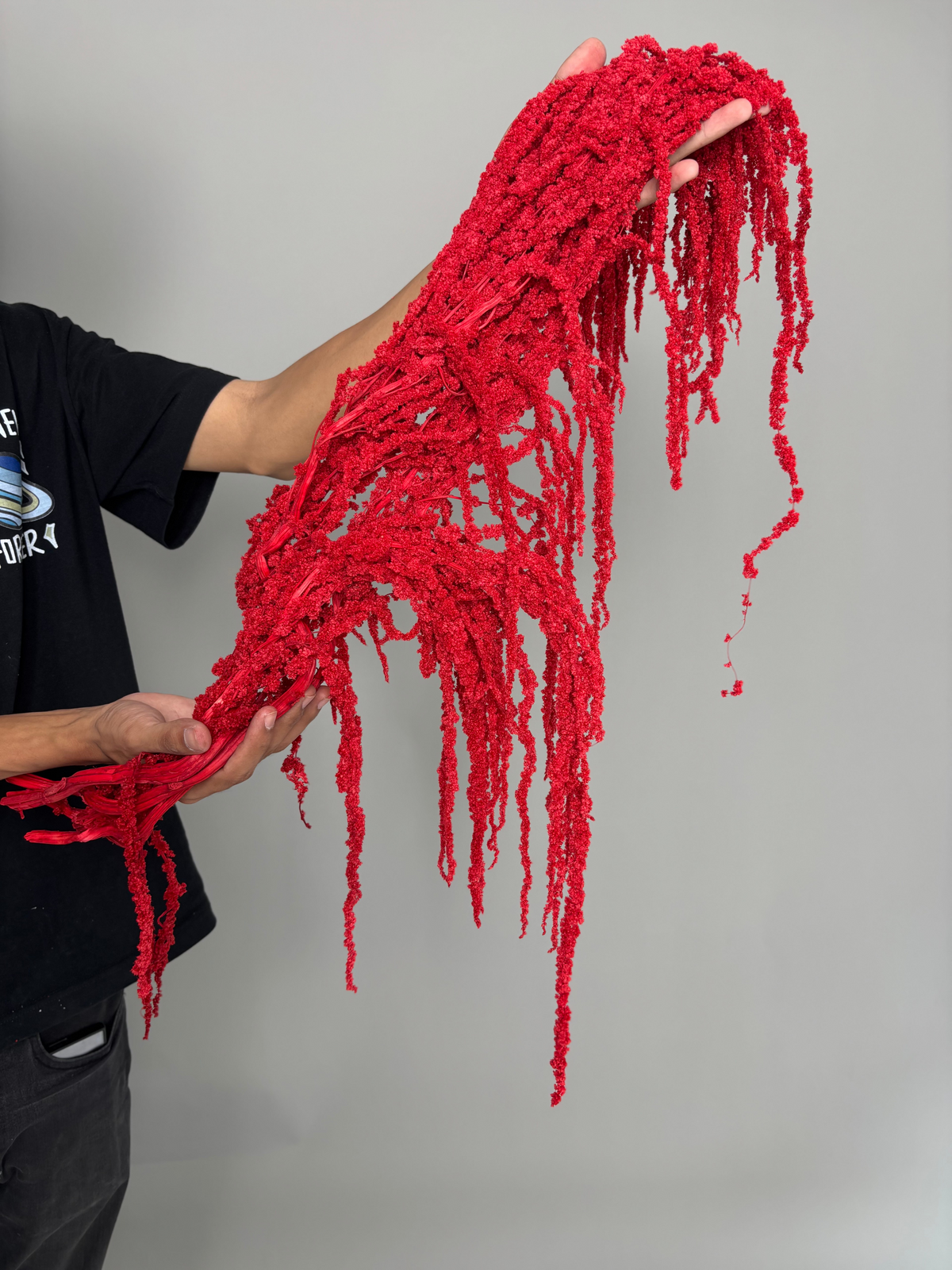 Amaranth red. Dried flowers