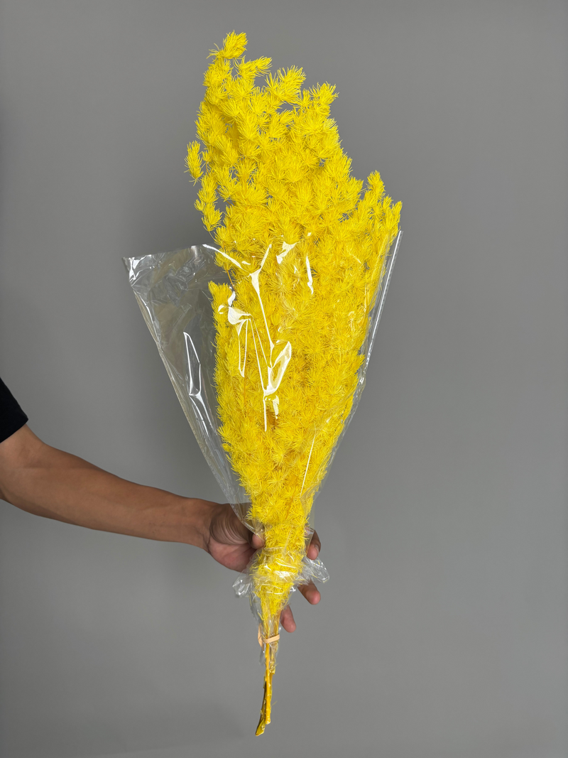 Asparagus yellow. Dried flowers