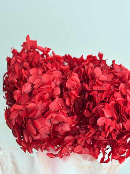 Red hydrangea. Preserved flower