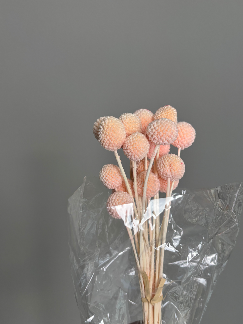 Craspedia pink. Dried flowers